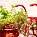 赤い自転車と植木鉢