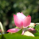 ピンクの蓮の花