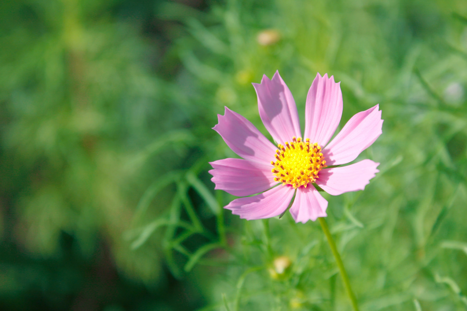 ピンク ページ 4 フリー（無料）写真素材 ダウンロード bluegreen