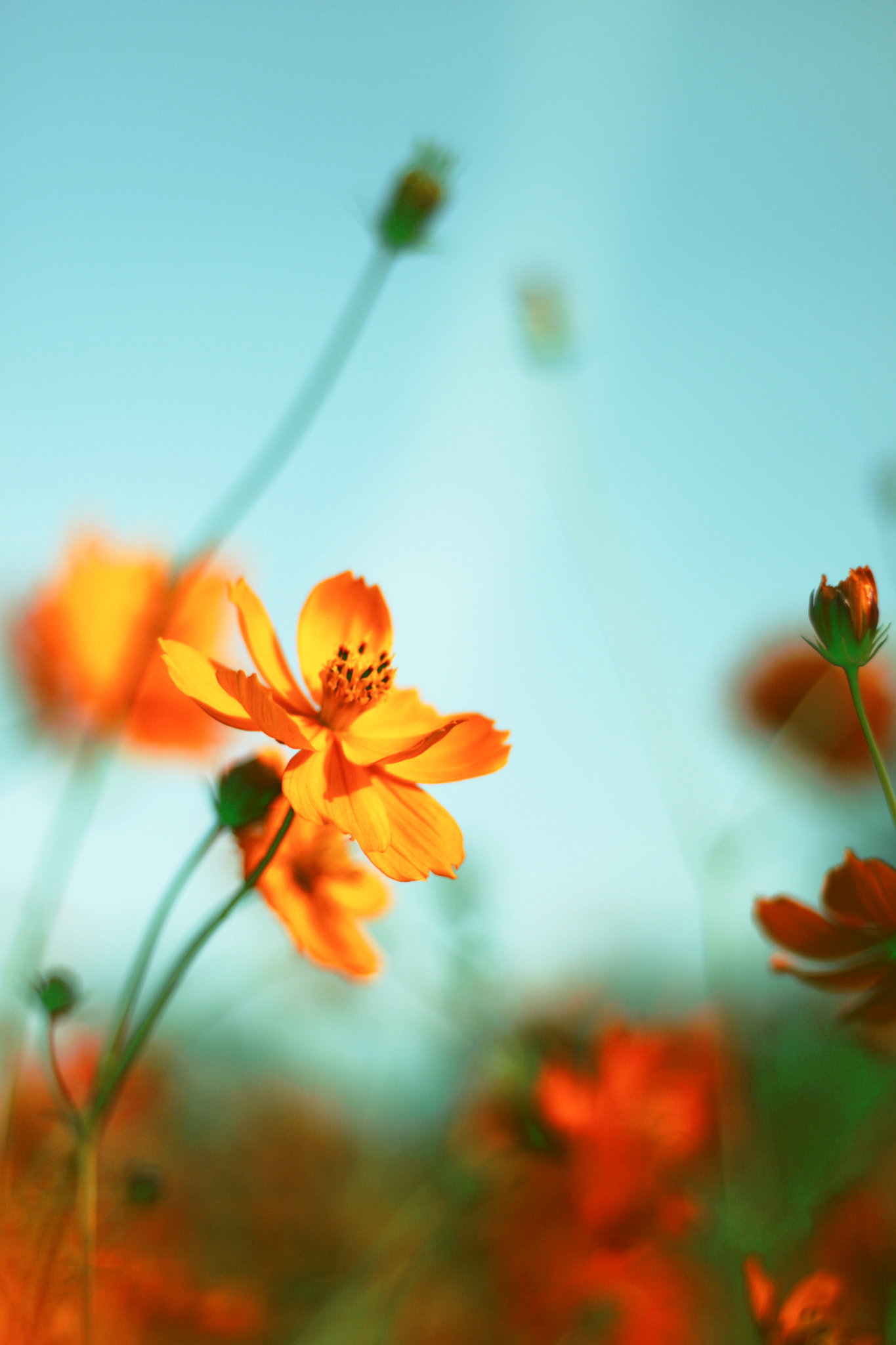 空に向かって咲くオレンジ色のコスモス フリー 無料 写真素材 ダウンロード Blue Green
