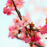 桜と空　3