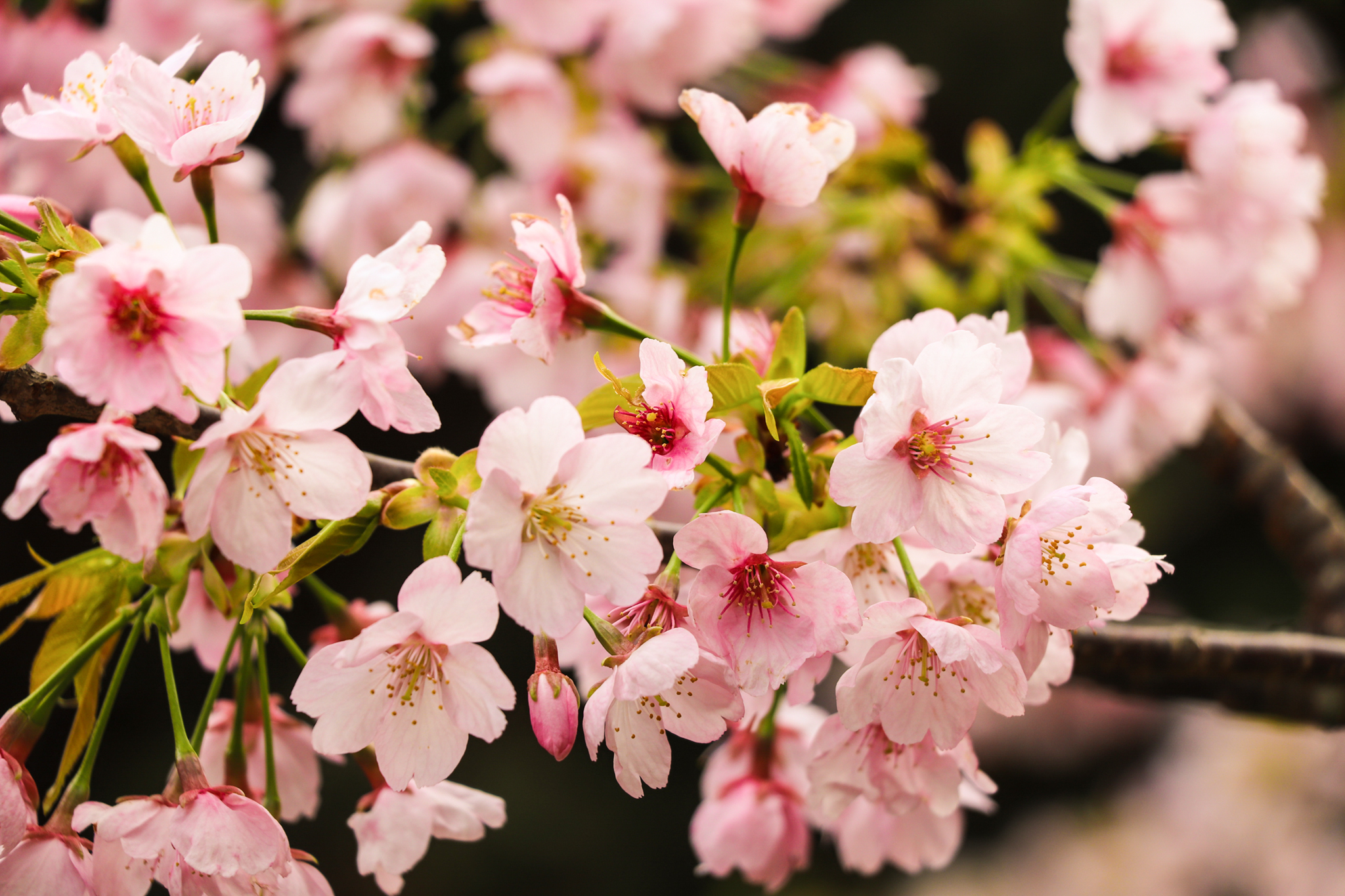 桜 13 フリー（無料）写真素材 ダウンロード bluegreen