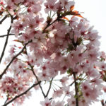 桜　14