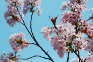 桜と空