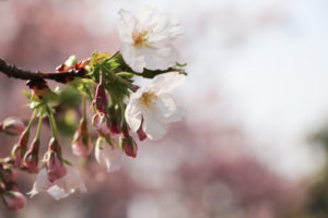 桜（つぼみ）