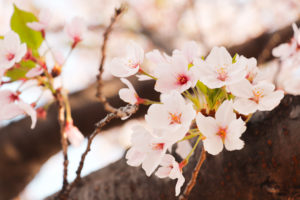 春の花　桜