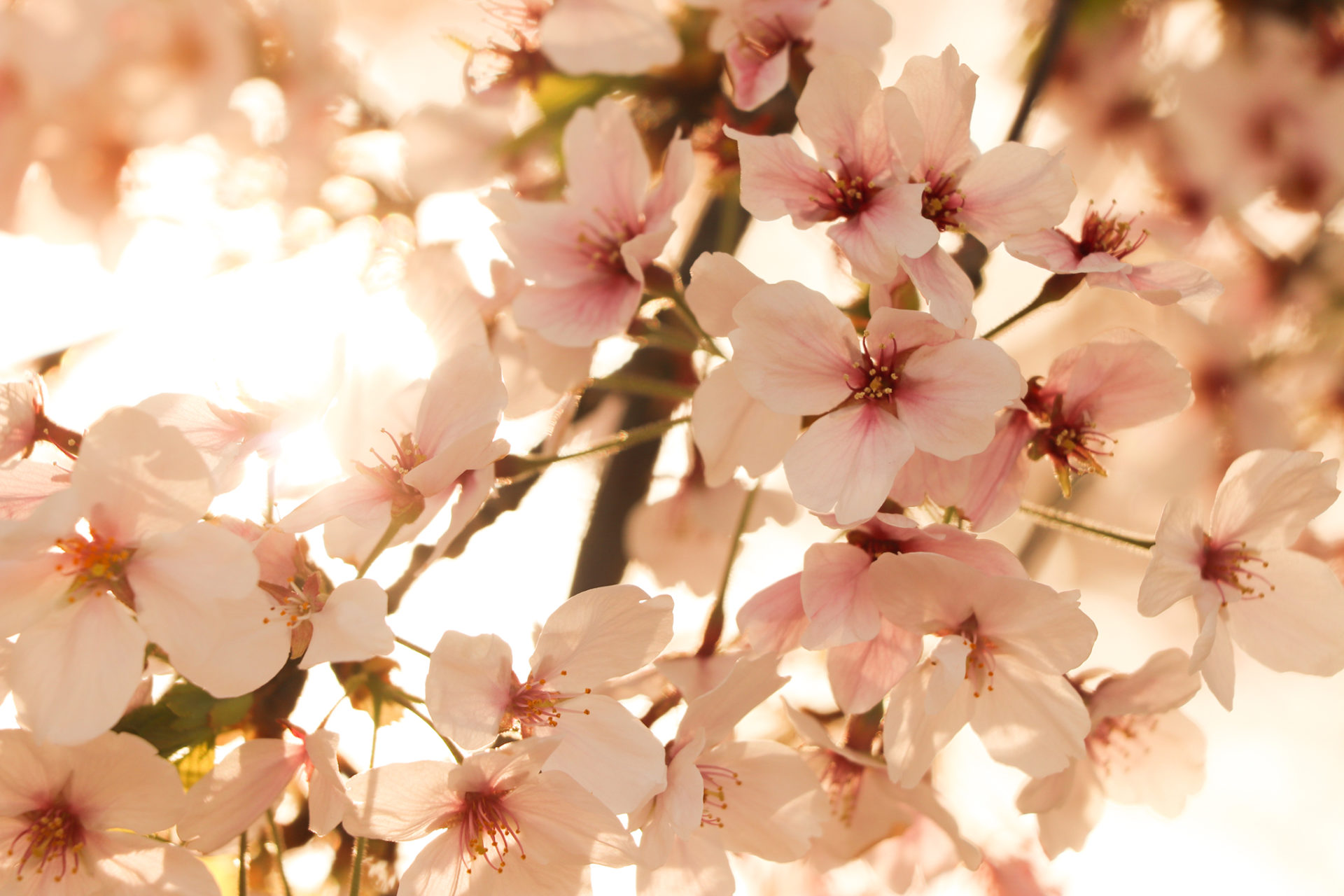 夕暮れ時の桜 1 – フリー(無料)写真素材 ダウンロード blue-green