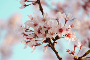 春の花　桜
