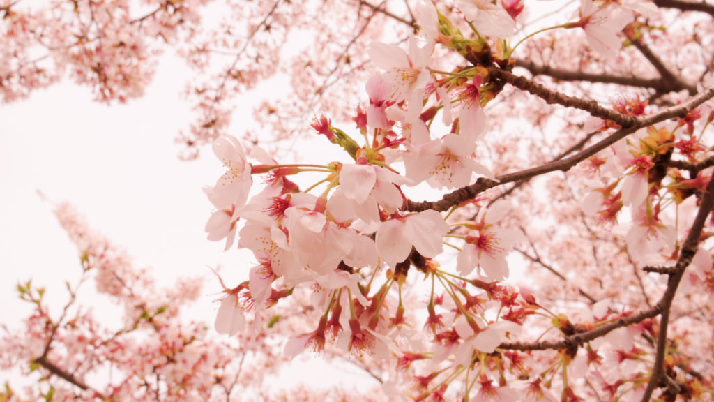 「桜　無料写真」の画像検索結果