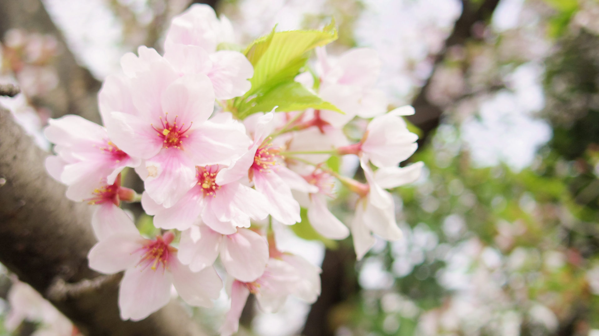 桜の花写真 フリー | 桜の花の写真画像 – BUXSW