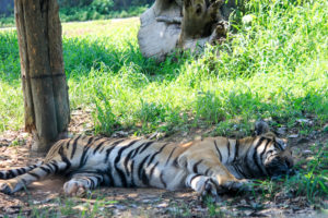 お昼寝中のトラ