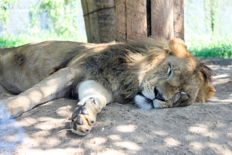 お昼寝中のライオン