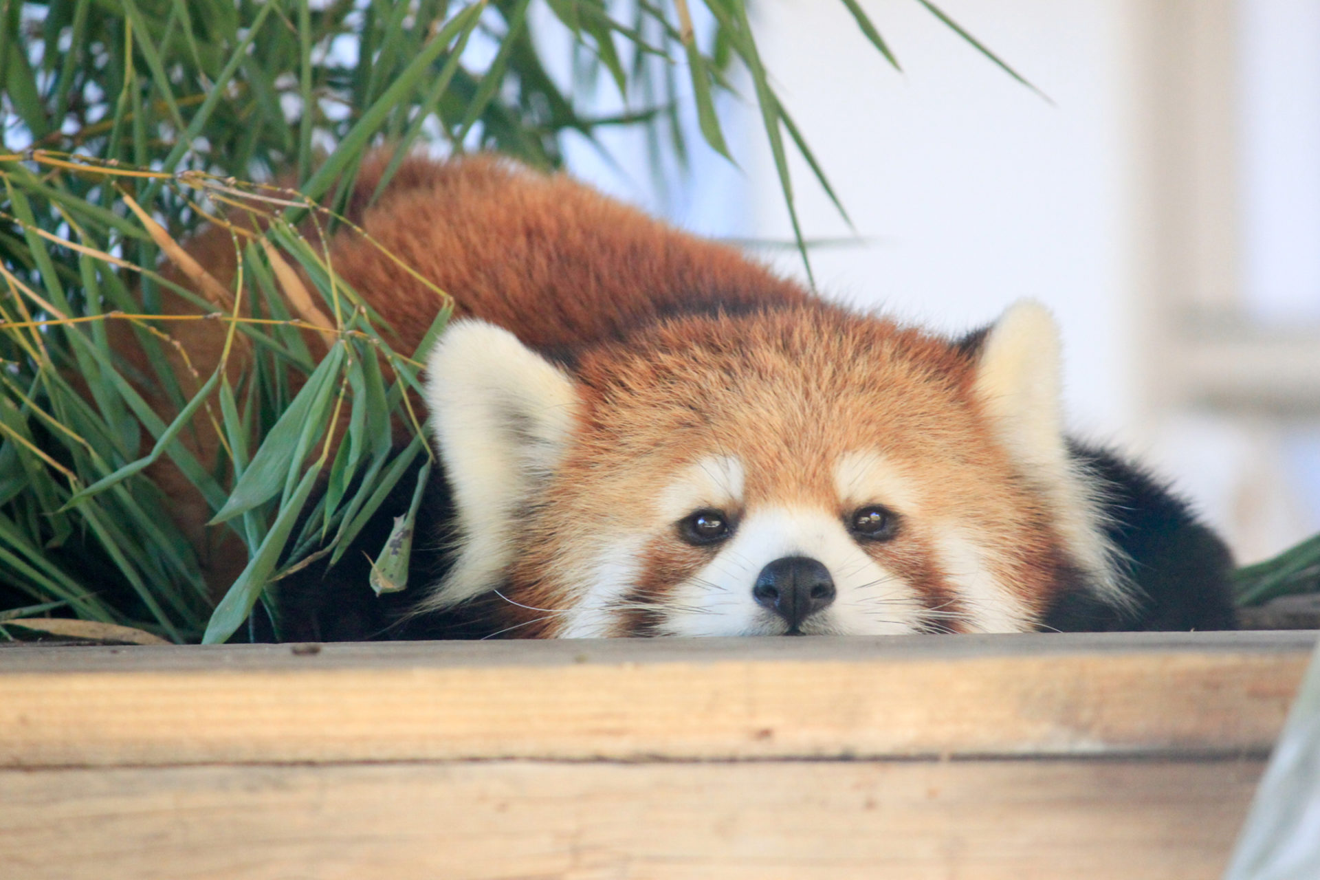 動物園の動物写真: 動物園での写真の撮り方 – XDLLIU