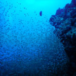 沖縄石垣島の海中風景　小魚の群れ