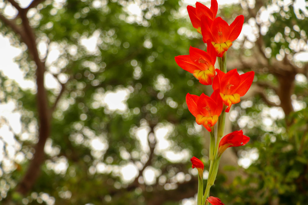 沖縄　竹富島の赤い花