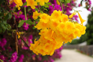 沖縄　竹富島の黄色い花　キンレイジュ