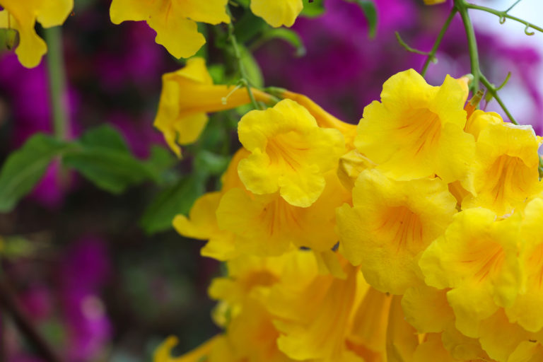 沖縄　竹富島の黄色い花　キンレイジュ