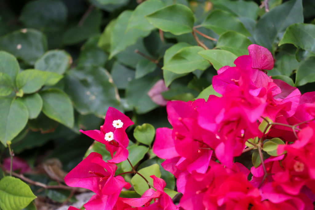 沖縄　竹富島のピンクの花　ブーゲンビリア