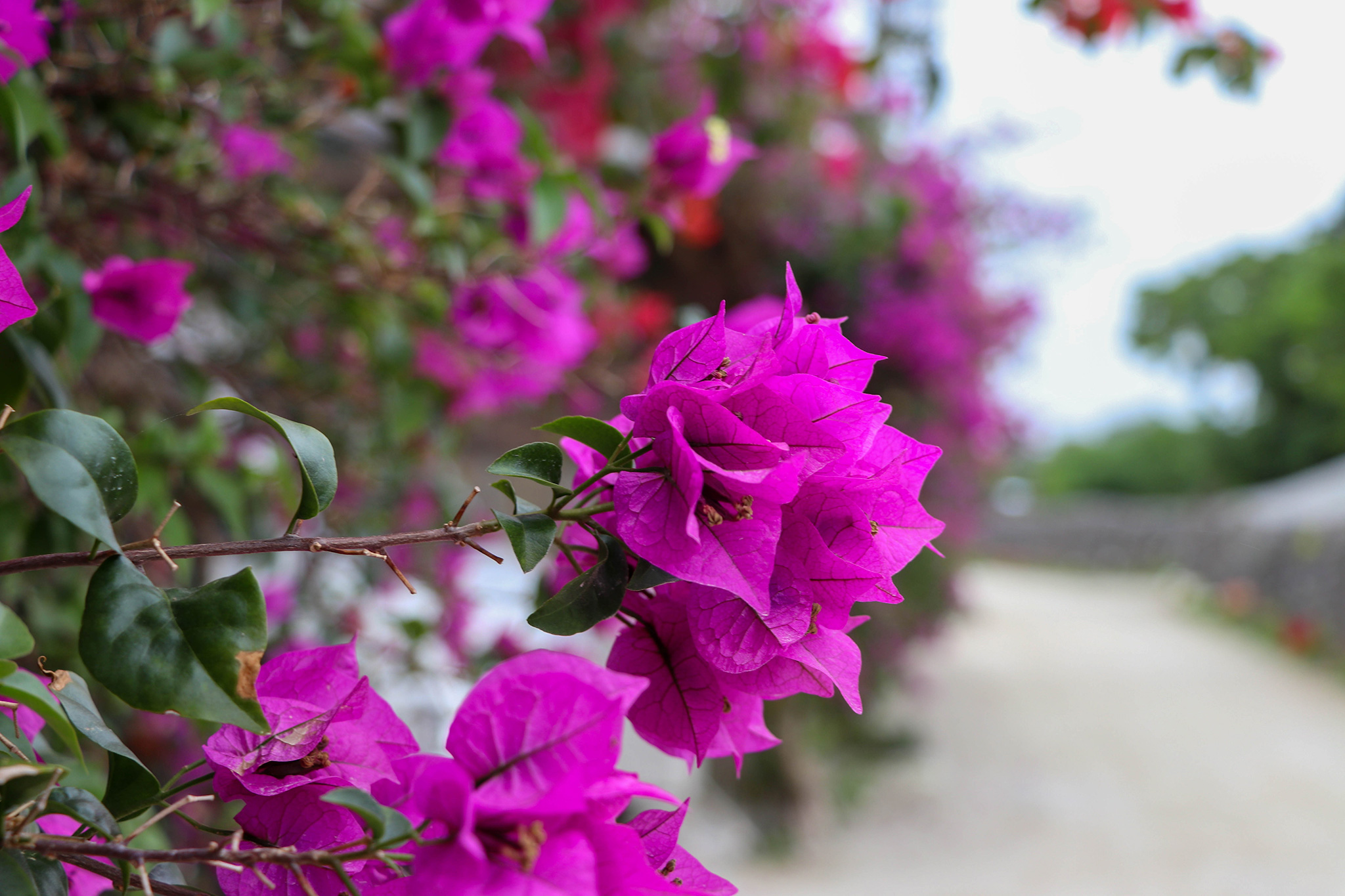 沖縄 竹富島のピンクの花 ブーゲンビリア 2 フリー 無料 写真素材 ダウンロード Blue Green