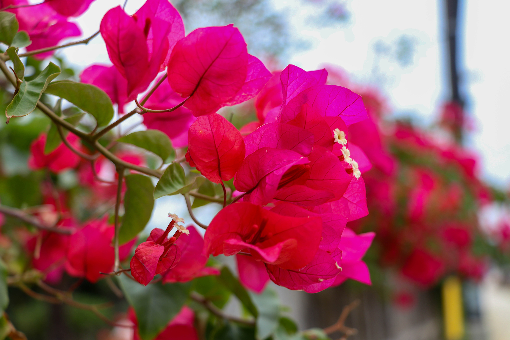 沖縄 竹富島のピンクの花 ブーゲンビリア 3 フリー 無料 写真素材 ダウンロード Blue Green