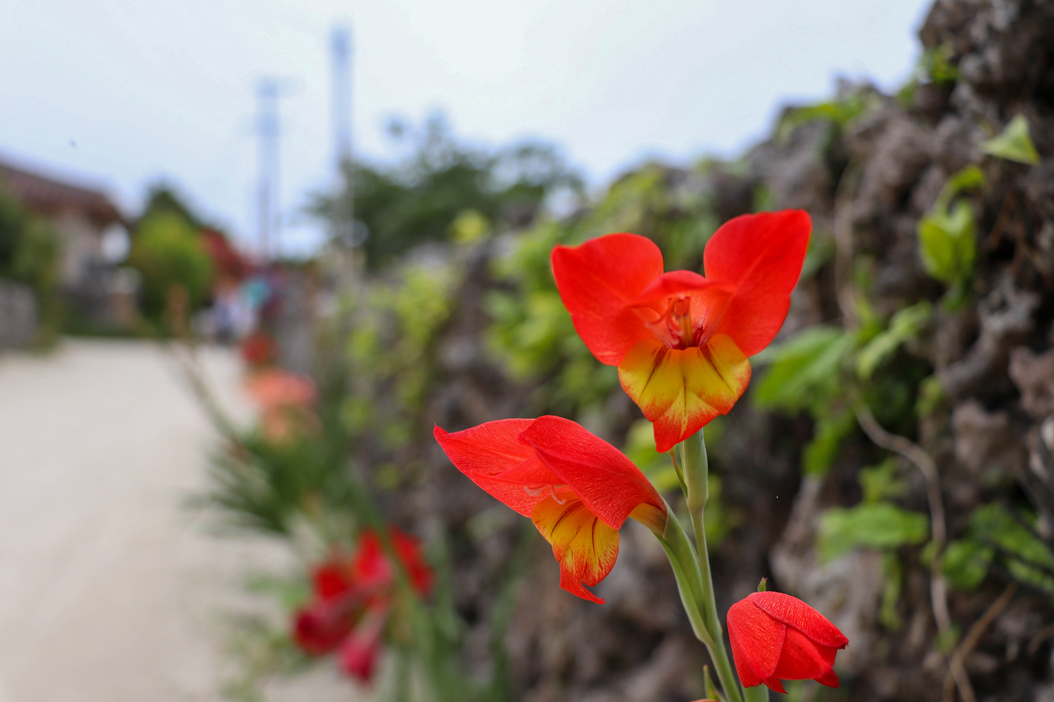 沖縄 竹富島 赤い花 フリー 無料 写真素材 ダウンロード Blue Green