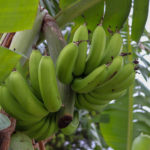 沖縄　竹富島のバナナの木
