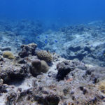 沖縄のサンゴ礁の青い海