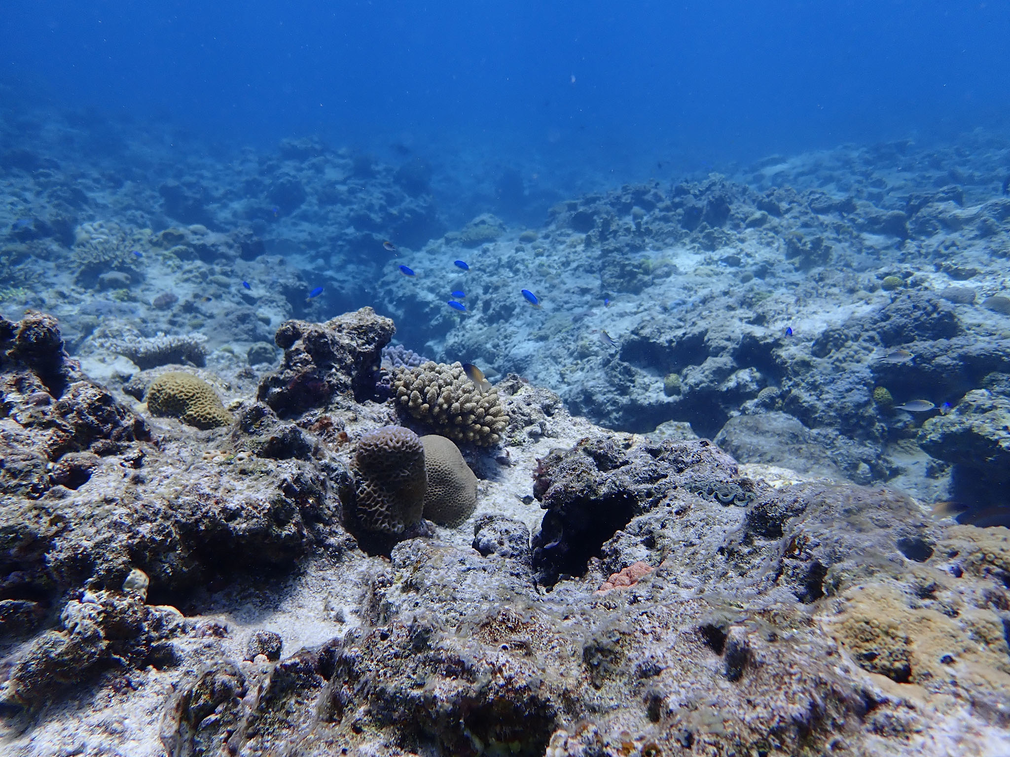 沖縄のサンゴ礁の青い海 フリー 無料 写真素材 ダウンロード Blue Green