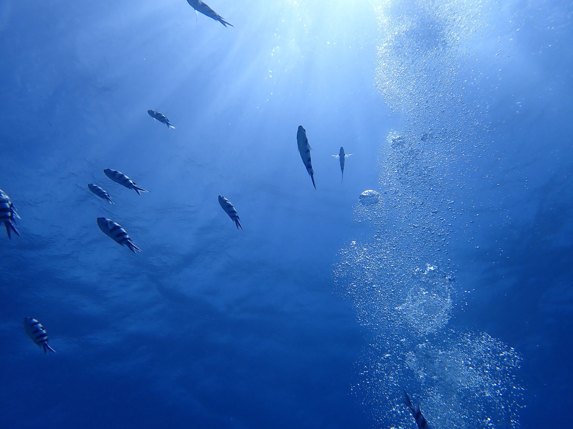 頭上を泳ぐ魚たち