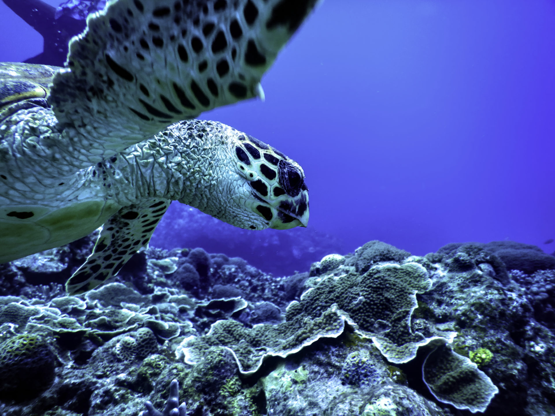 ウミガメと一緒に