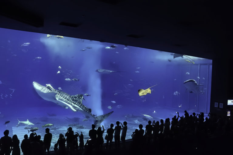 沖縄美ら海水族館　大水槽ジンベイザメ