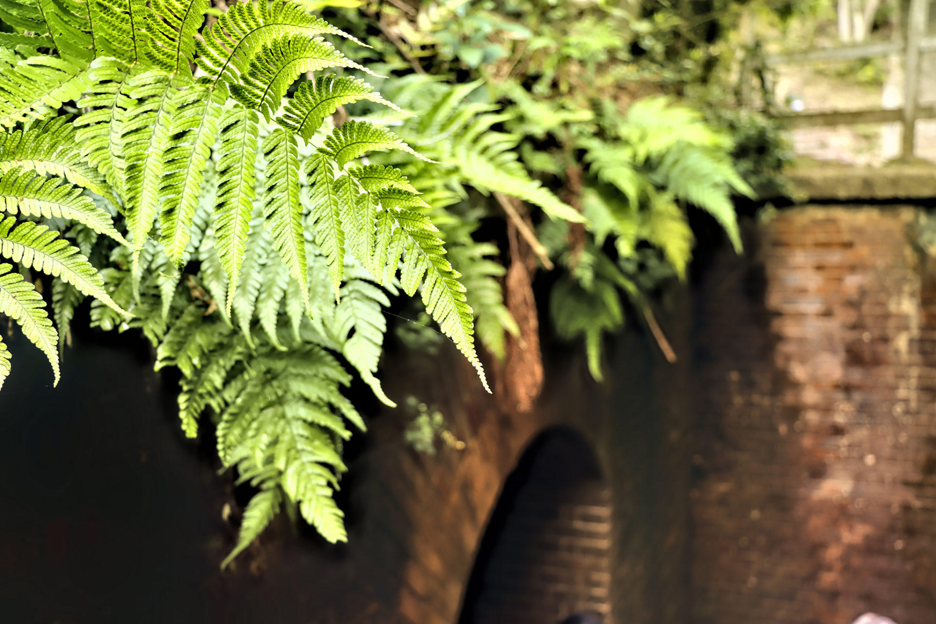 友が島　階段の上に生えるシダ植物