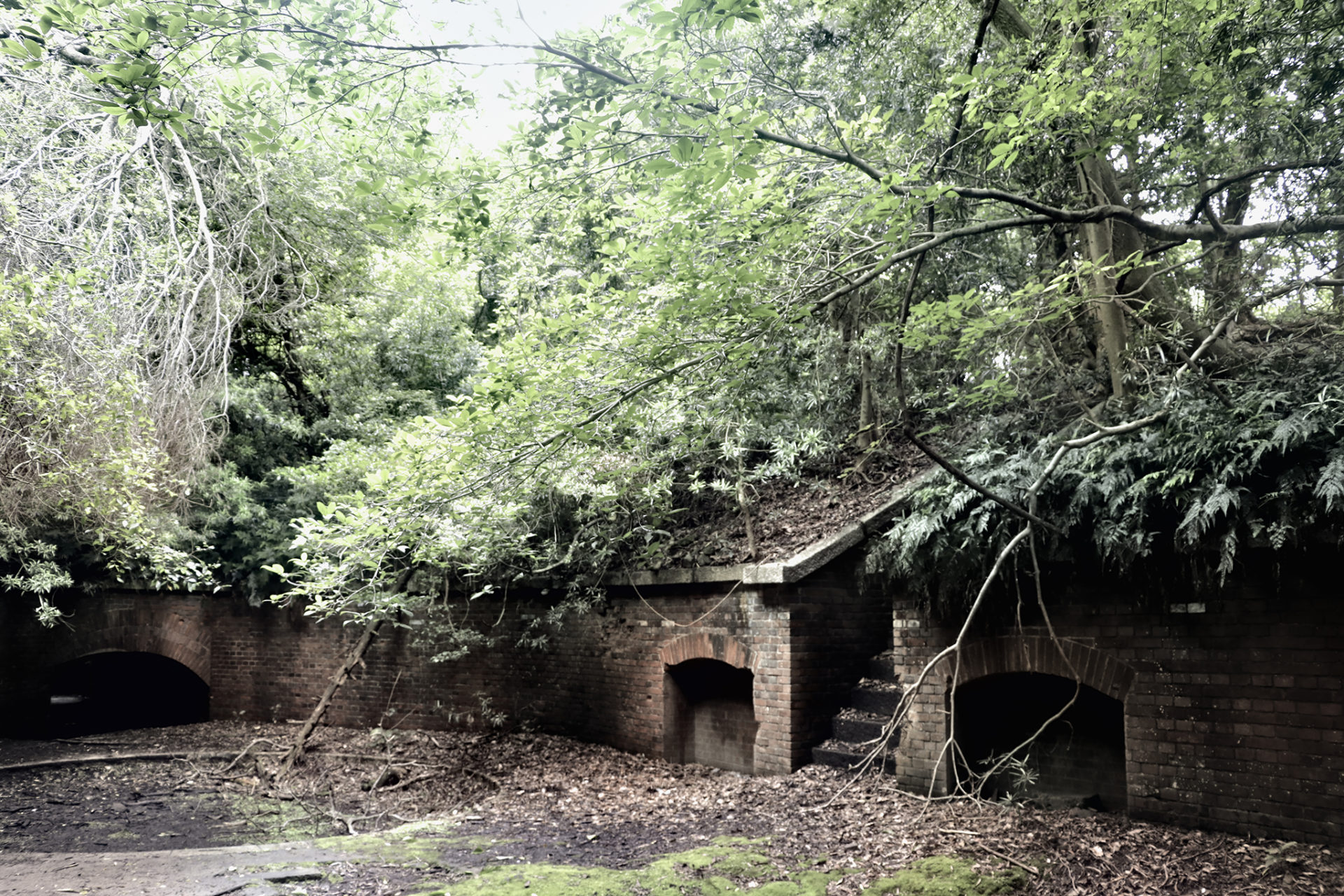 友が島　第三砲台　砲座跡に生い茂る草木