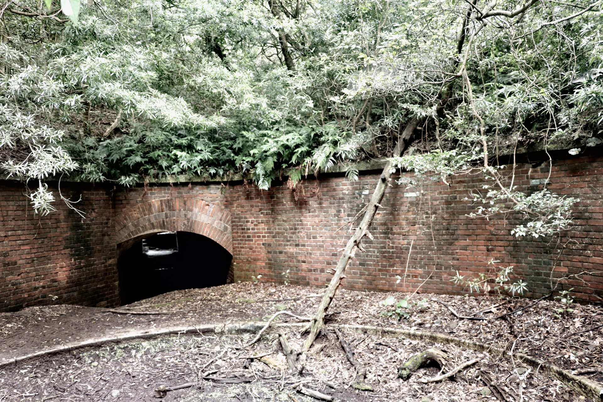 友が島　第三砲台　水のない砲座跡に朽ちた木