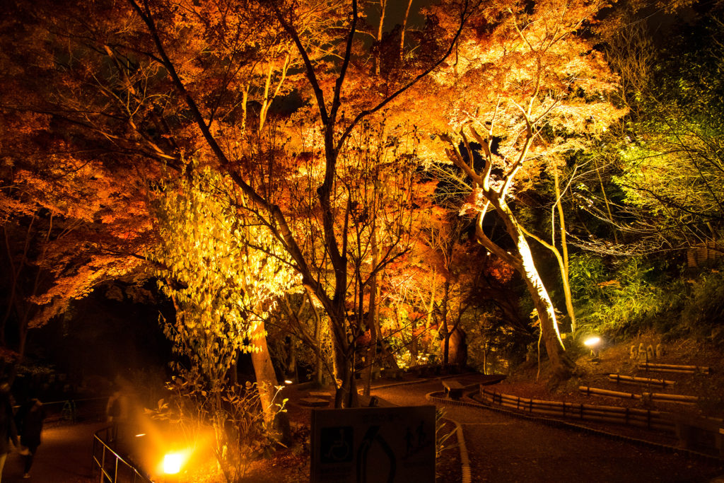 京都清水寺の庭園のライトアップ