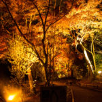 京都清水寺の庭園のライトアップ