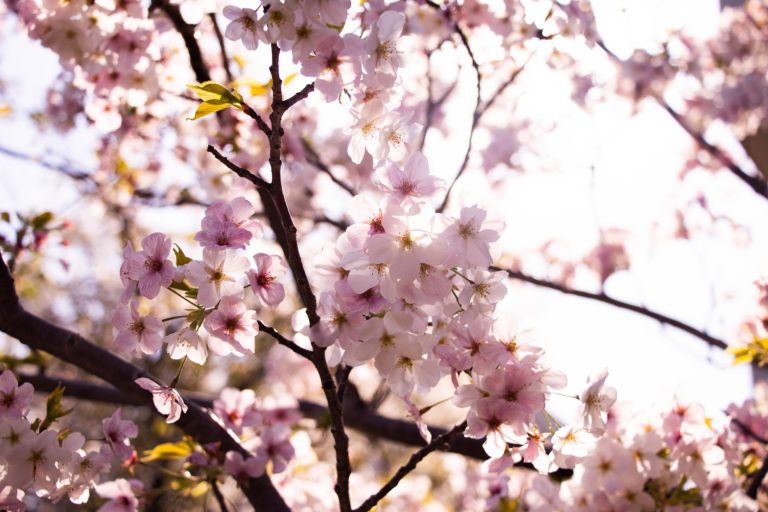 太陽の光に透ける桜