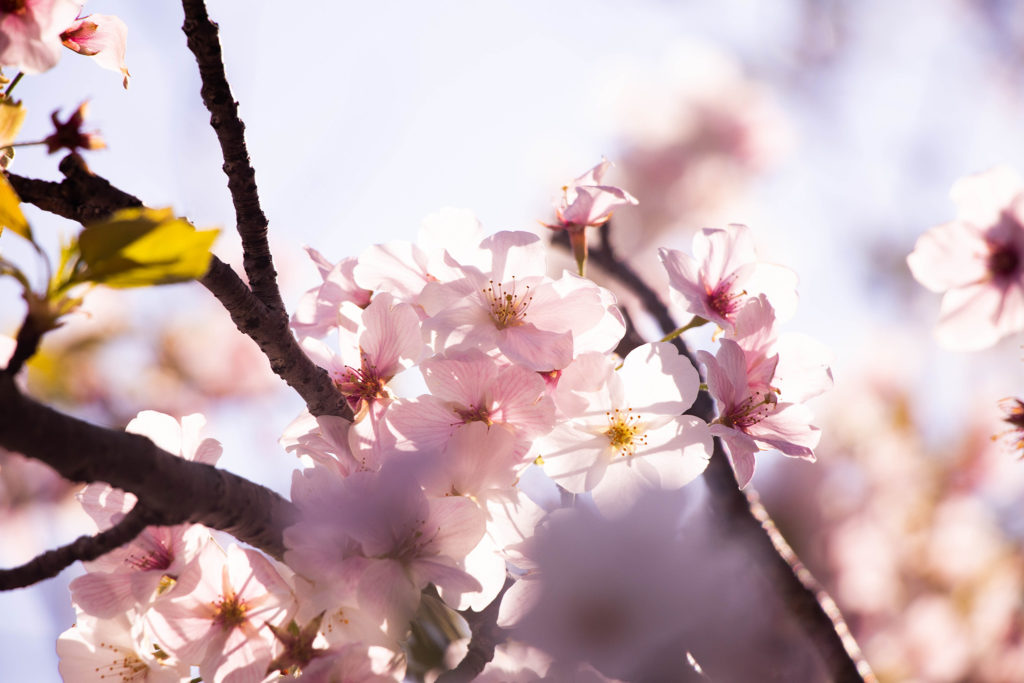春の日差しの中の桜