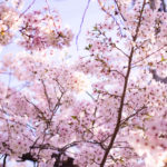 ピンク色に染まる桜