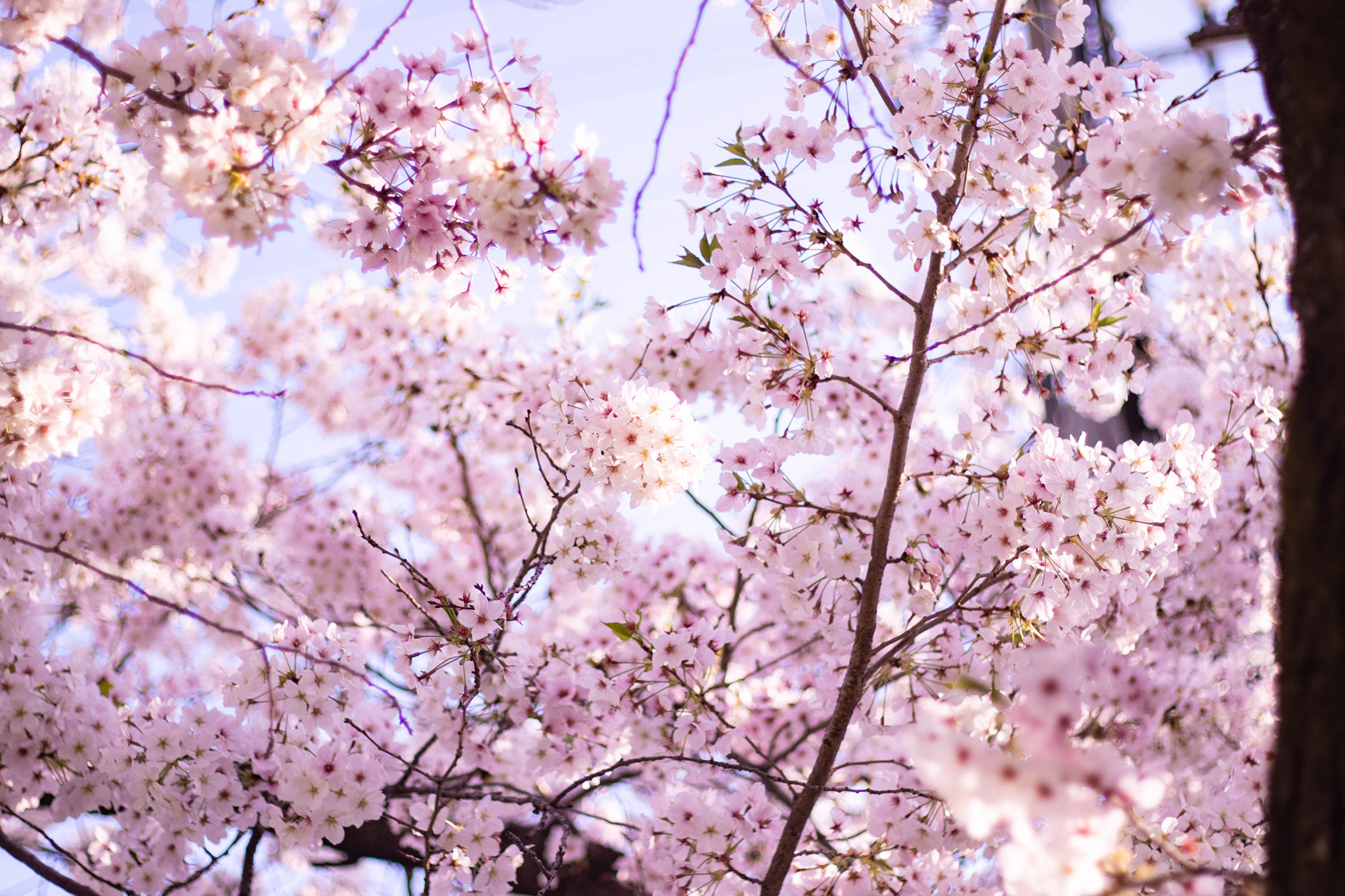 ピンク色に染まる桜 フリー 無料 写真素材 ダウンロード Blue Green