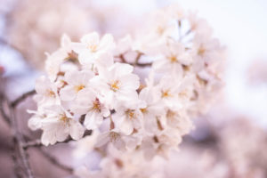 咲き誇る桜の花