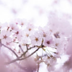 一面をピンクに染める満開の桜