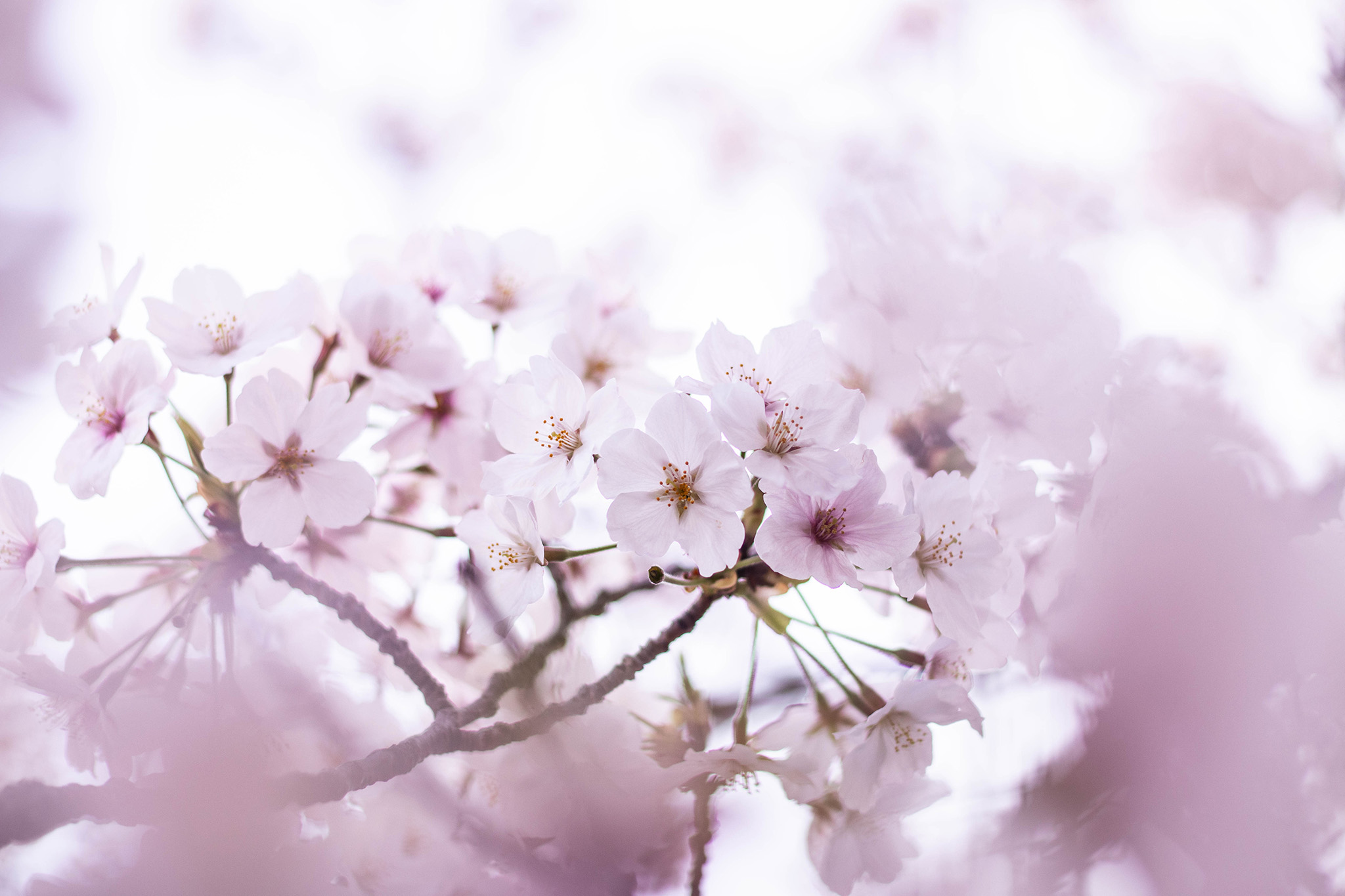 一面をピンクに染める満開の桜 フリー 無料 写真素材 ダウンロード Blue Green