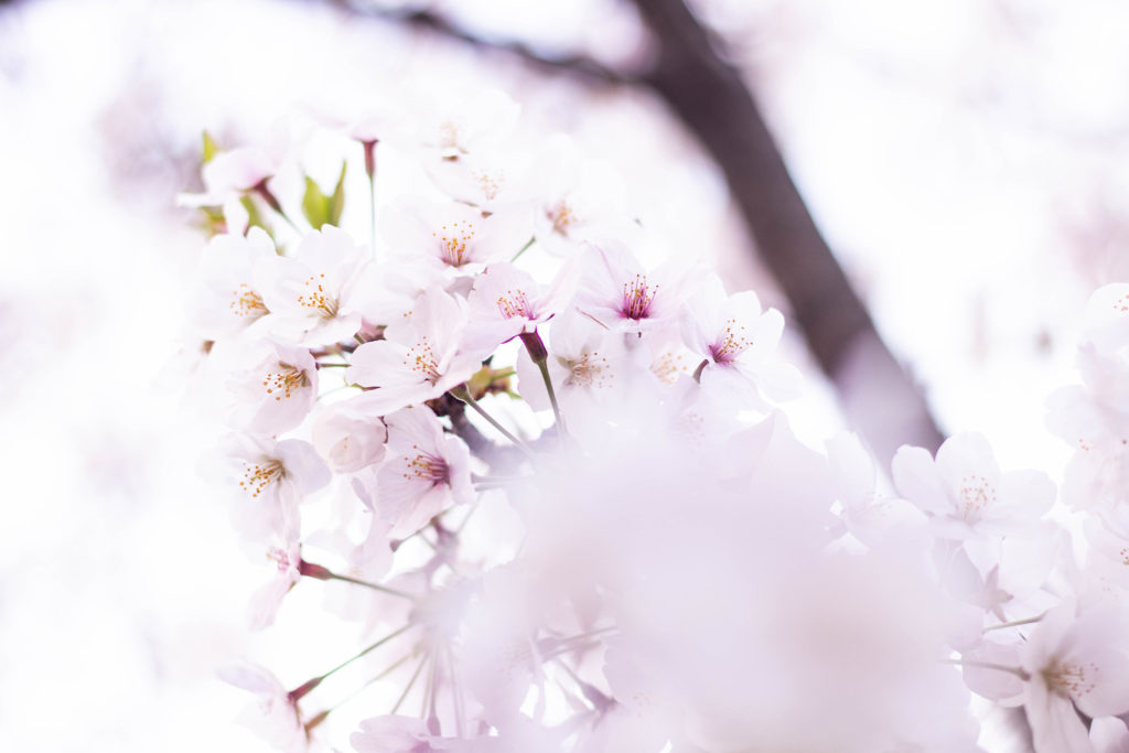 幻想的な桜の花