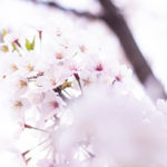幻想的な桜の花