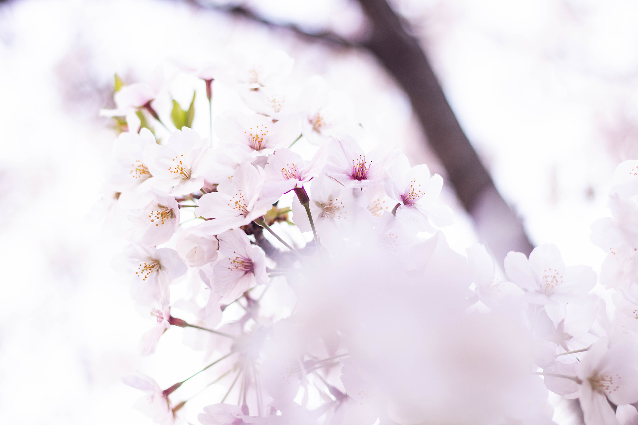 幻想的な桜の花 フリー 無料 写真素材 ダウンロード Blue Green