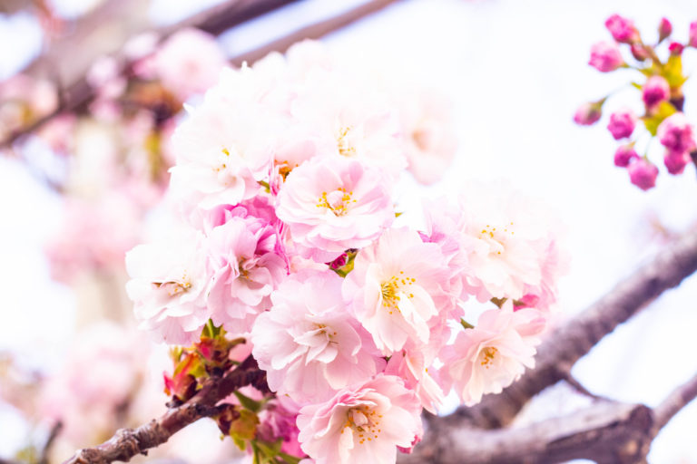 満開の八重桜