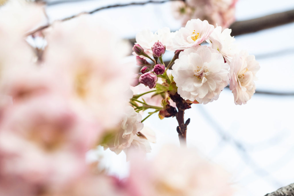 八重桜のつぼみと花