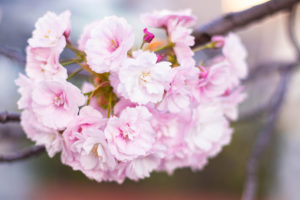満開の八重桜