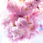 幻想的に咲くピンクの八重桜